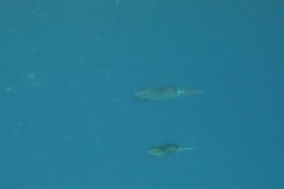 20010620_Mangrove_Bay_0034